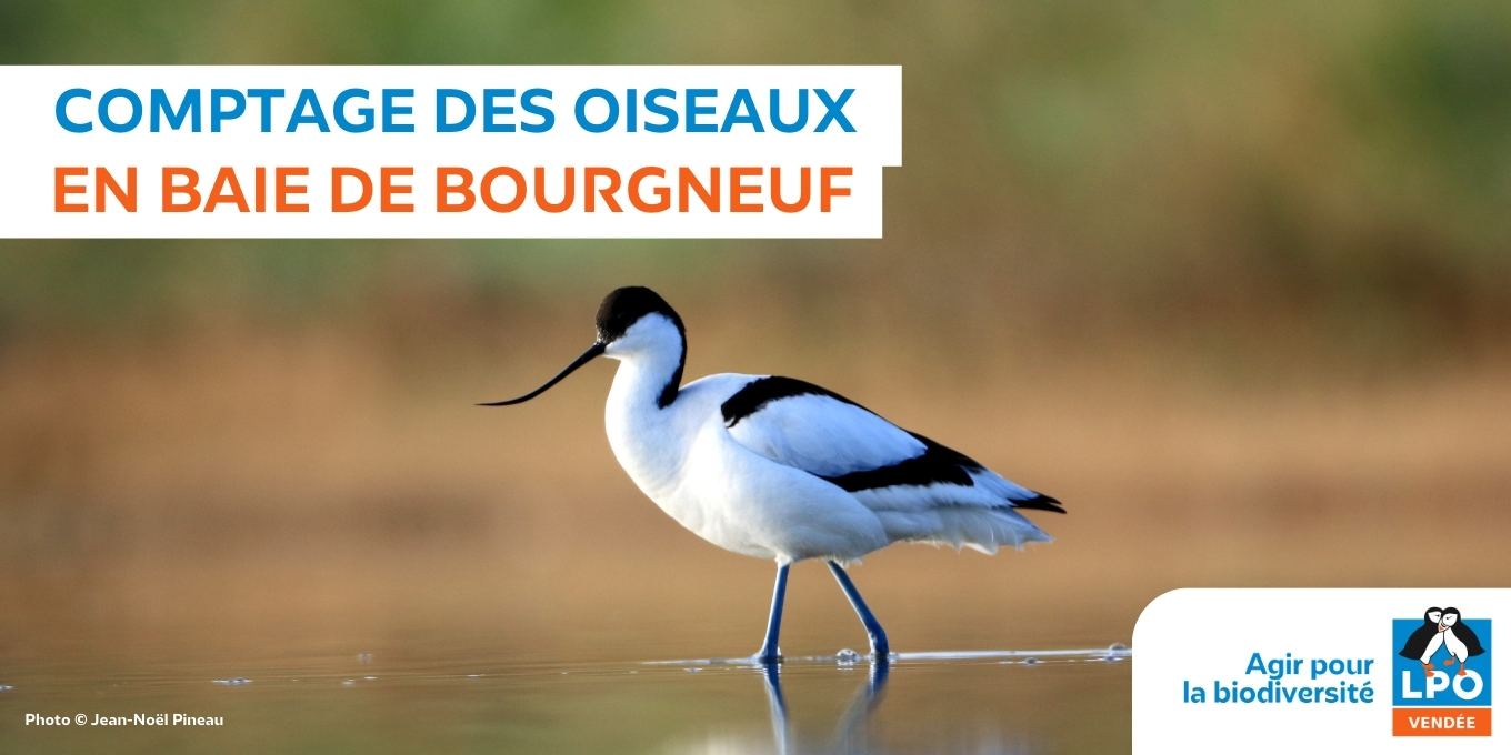 Comptage des oiseaux en Baie de Bourgneuf